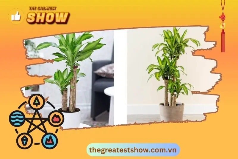 Các hình ảnh gợi ý về cách bài trí cây thiết mộc lan