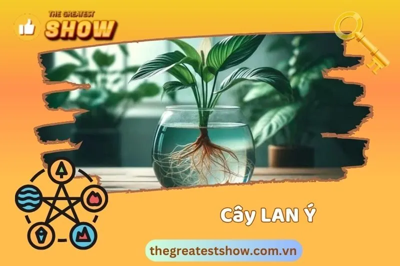 Các loại cây lan ý phổ biến và cách chọn loại phù hợp