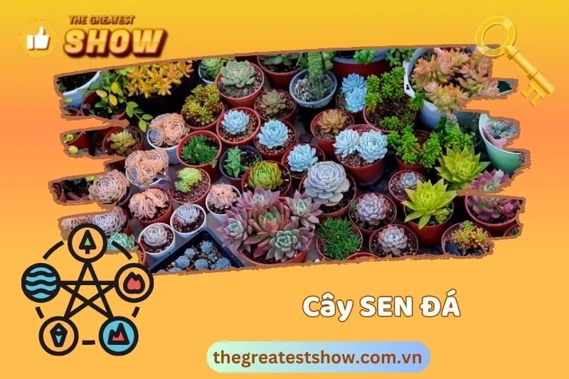 Các loại sen đá phổ biến và ý nghĩa của từng loại