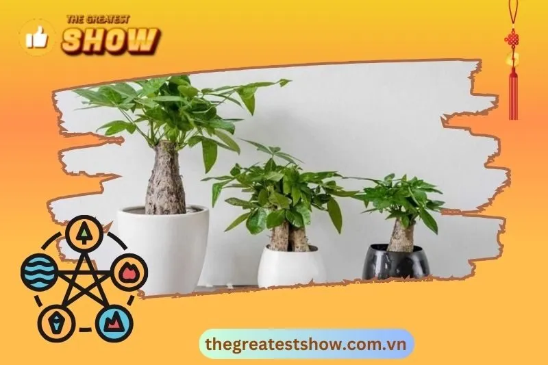 Cách đặt cây kim ngân đúng phong thuỷ