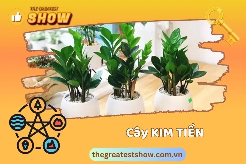 Cách trồng cây kim tiền hiệu quả