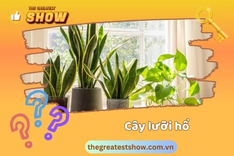 Cách trồng và chăm sóc cây lưỡi hổ để phát huy tác dụng phong thuỷ