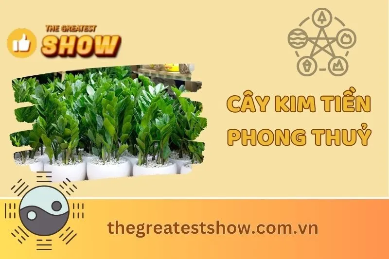 Cây kim tiền phong thuỷ: Ý nghĩa, cách trồng và chăm sóc hiệu quả 2025