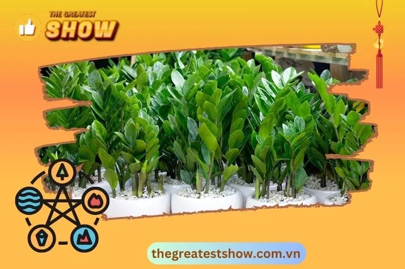 Cây kim tiền trong trang trí và phong thuỷ nhà ở