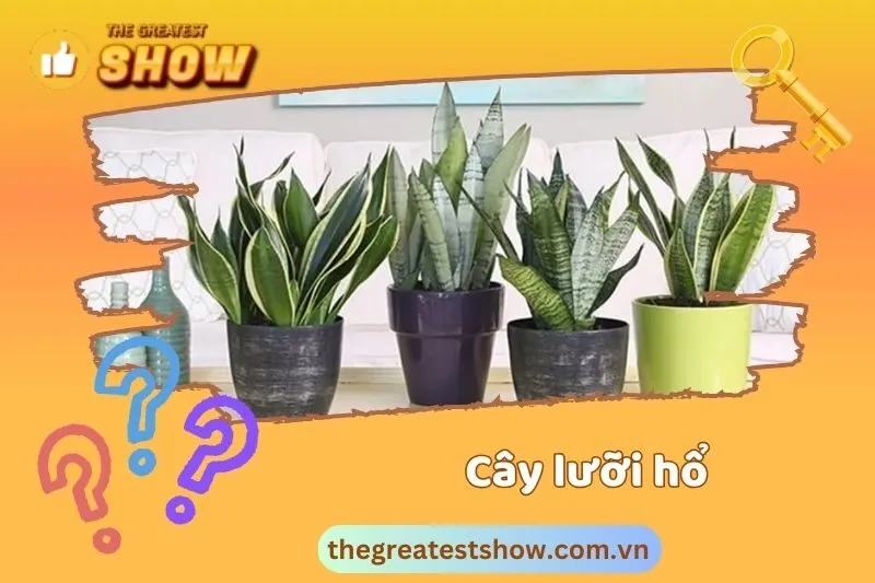 Cây lưỡi hổ hợp với mệnh gì và tuổi gì?