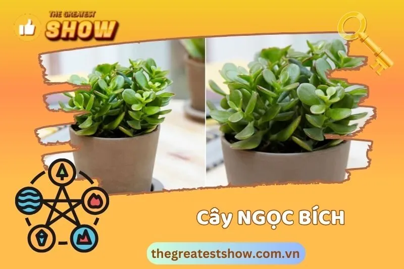 Cây ngọc bích hợp với tuổi và mệnh nào?