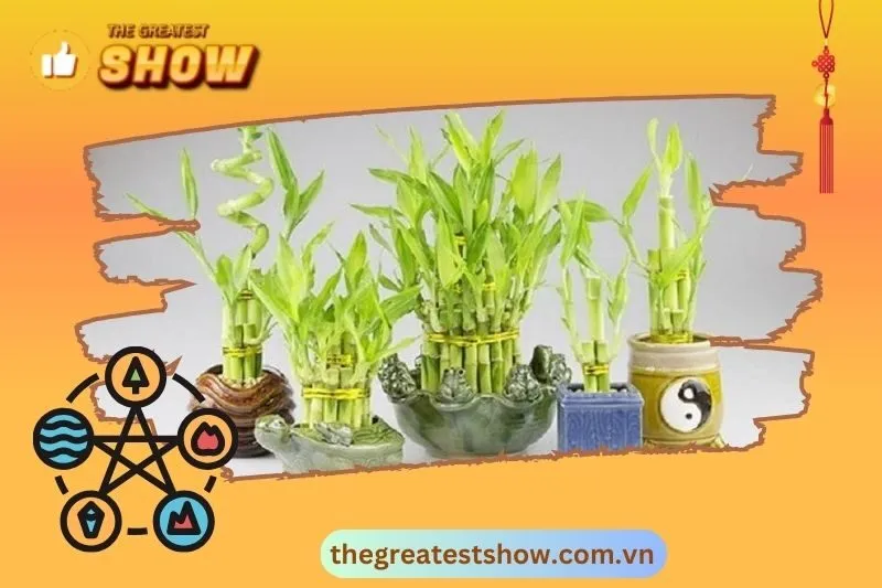 Cây phát tài phong thủy là gì?