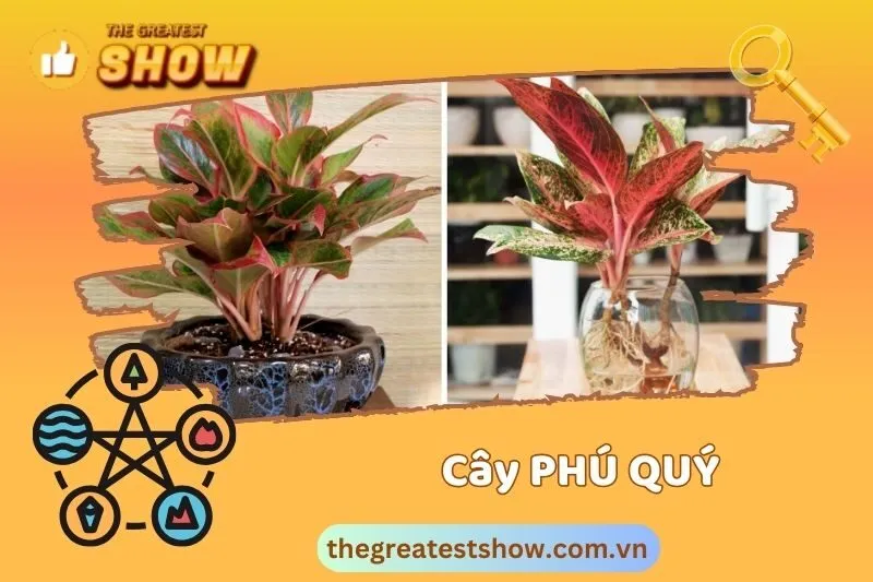 Cây phú quý hợp với tuổi nào và mệnh nào?