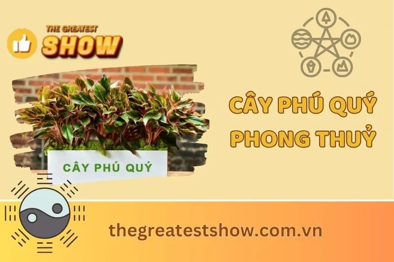 Cây phú quý phong thủy: Ý nghĩa, cách chăm sóc và vị trí đặt