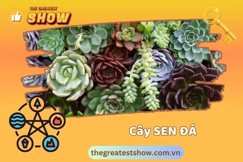 Cây sen đá hợp mệnh nào theo Ngũ Hành?