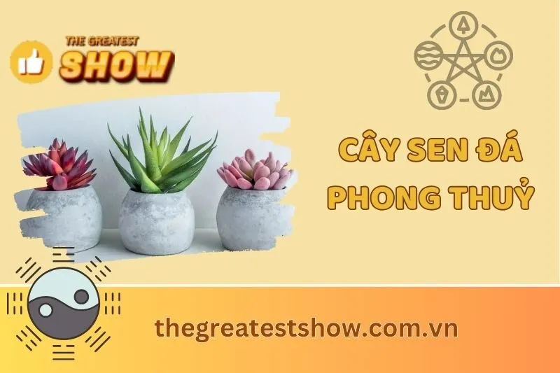 Cây Sen Đá Phong Thuỷ: Ý Nghĩa, Lợi Ích, Cách Chọn Và Chăm Sóc