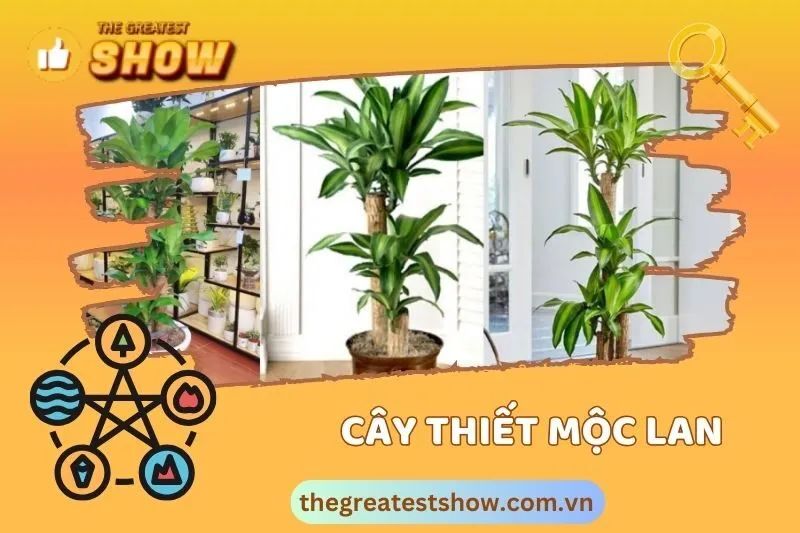 Cây thiết mộc lan hợp tuổi và mệnh nào trong phong thuỷ?