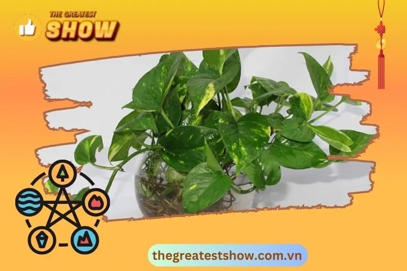 Cây Trầu Bà Phong Thuỷ Là Gì?