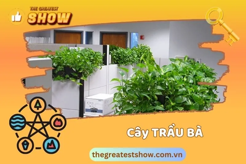 Cây Trầu Bà Phong Thuỷ Nên Đặt Ở Đâu?
