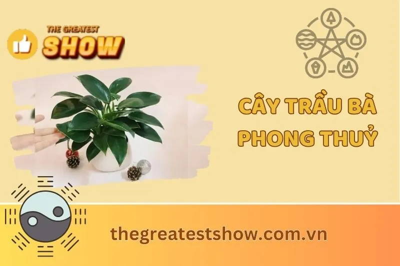 Cây Trầu Bà Phong Thuỷ: Ý Nghĩa, Tác Dụng Và Cách Chăm Sóc