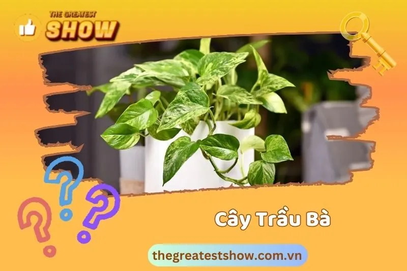 Cây Trầu Bà