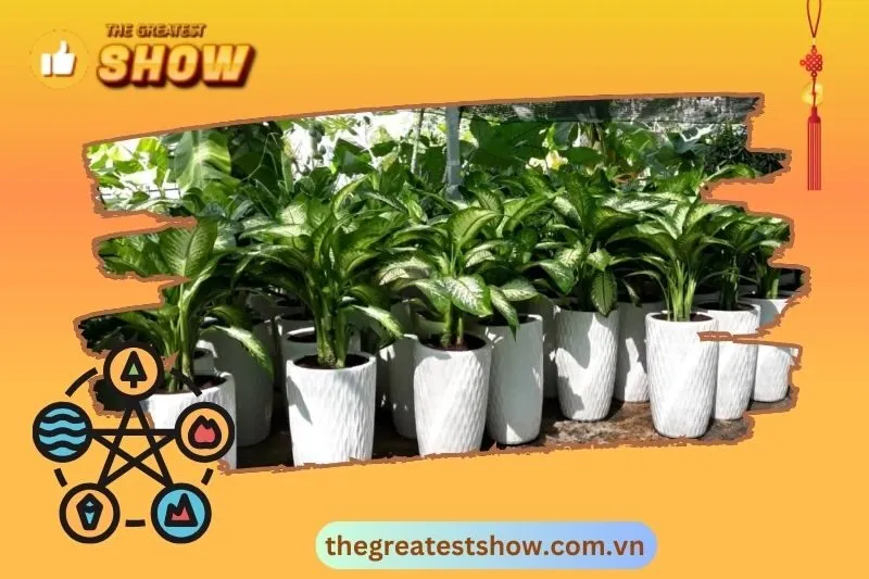 Cây vạn niên thanh phong thủy hợp tuổi và mệnh nào?