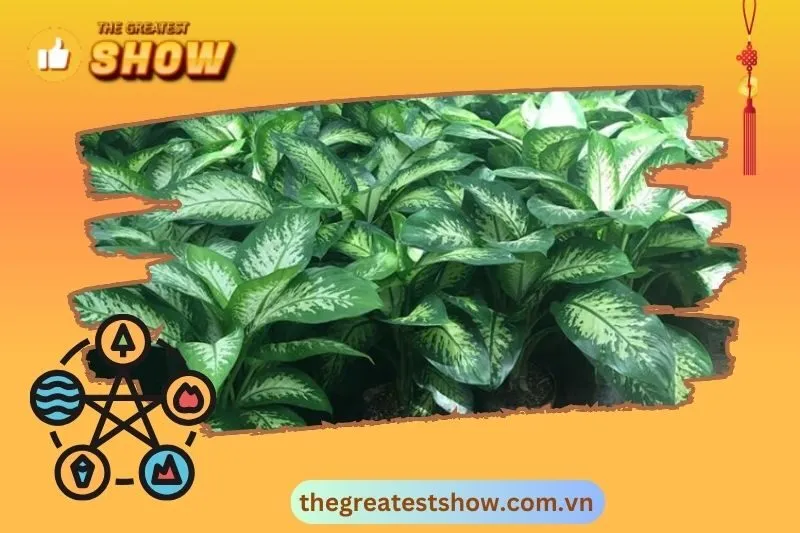 Cây vạn niên thanh phong thủy là gì?