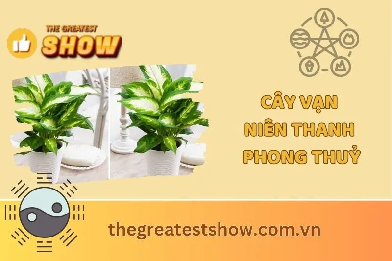 Cây Vạn Niên Thanh Phong Thủy: Ý Nghĩa, Chăm Sóc và Công Dụng