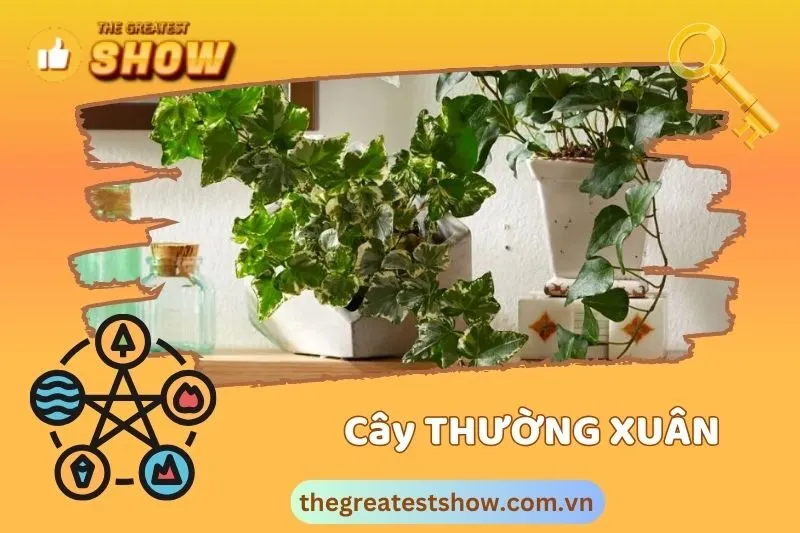 Hình ảnh cây thường xuân đẹp trong không gian sống