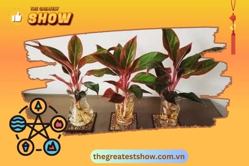 Hướng dẫn cách trồng cây phú quý