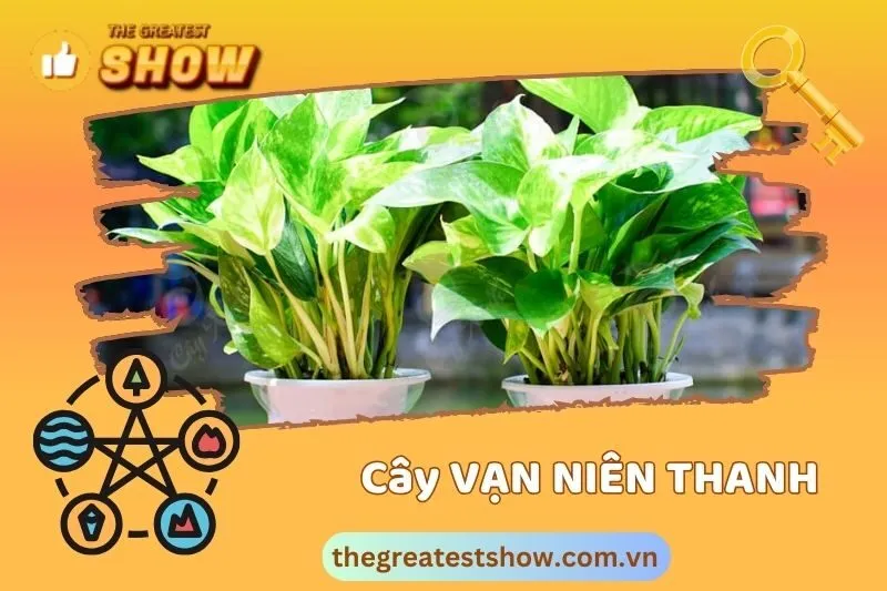 Hướng dẫn chọn và trồng cây vạn niên thanh đúng cách