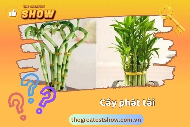 Hướng đặt cây phát tài phong thủy theo vị trí và hướng nhà