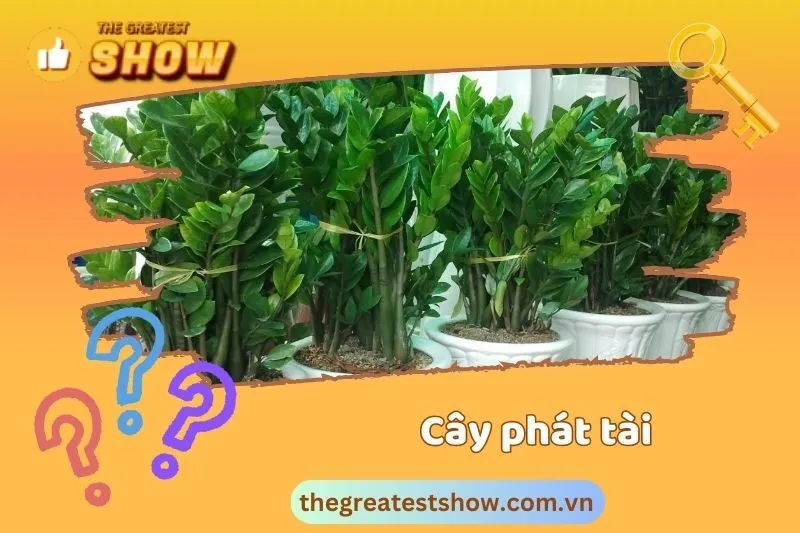 Lợi ích khi trồng cây phát tài phong thủy