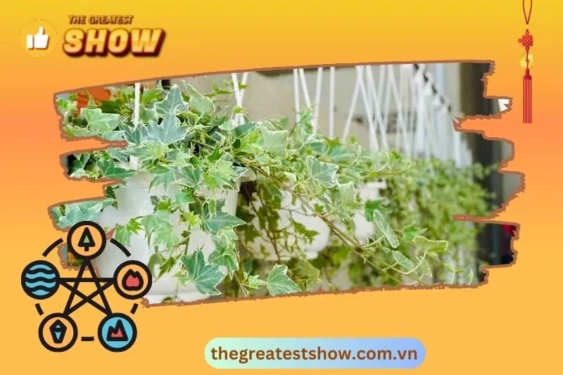 Lợi ích thực tiễn của cây thường xuân