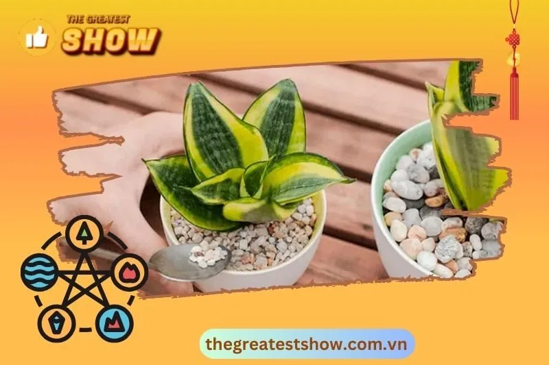 Những lưu ý khi chọn mua và sử dụng cây lưỡi hổ