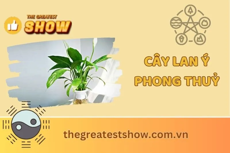 Ý Nghĩa Cây Lan Ý Phong Thuỷ: Lợi Ích, Cách Trồng, Giá Bán