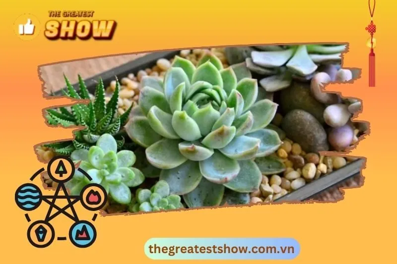 Ý nghĩa cây sen đá phong thuỷ trong đời sống