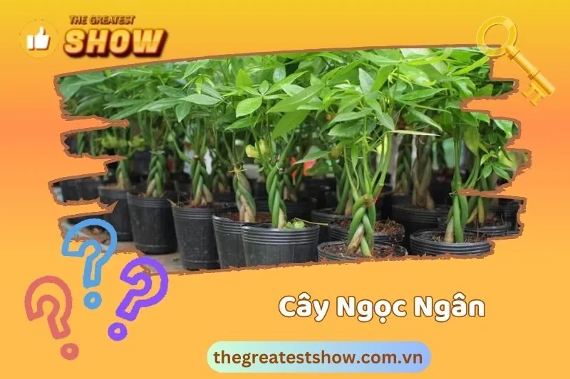 Ý nghĩa phong thuỷ của cây kim ngân