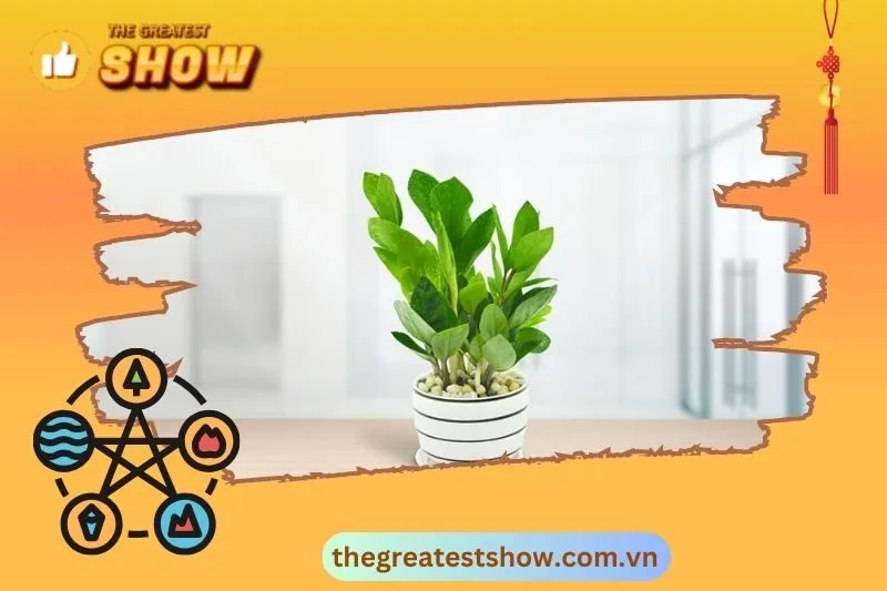 Ý nghĩa phong thuỷ của cây kim tiền