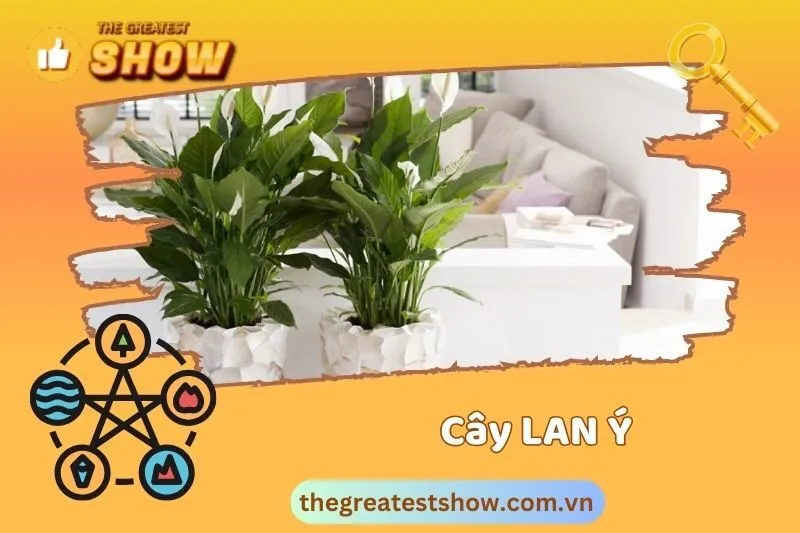 Ý nghĩa phong thuỷ của cây lan ý