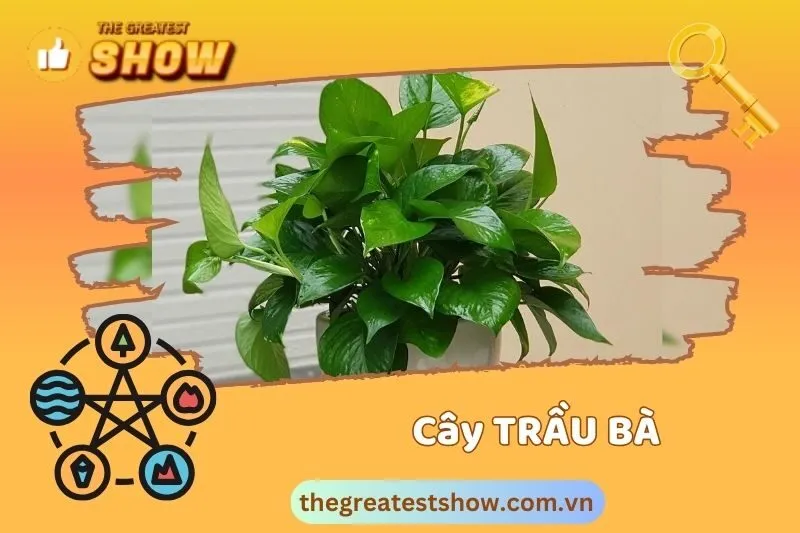 Ý Nghĩa Phong Thuỷ Của Cây Trầu Bà