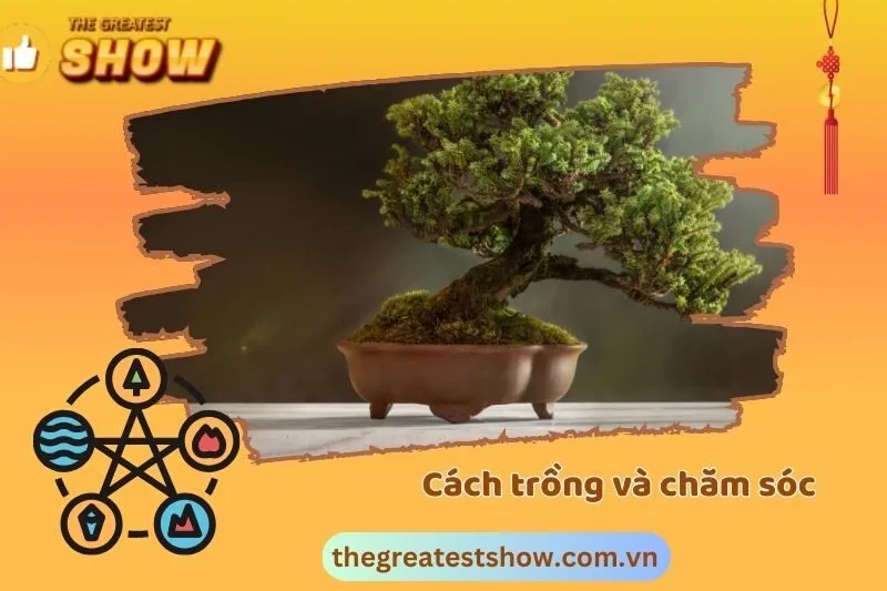 Cách chăm sóc và tạo dáng bonsai phong thủy