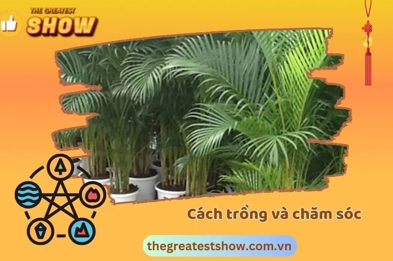Cách trồng và chăm sóc cây cau cảnh phong thủy