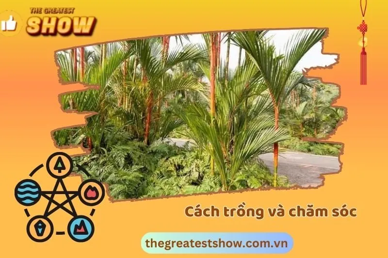 Cách trồng và chăm sóc cây cau đỏ