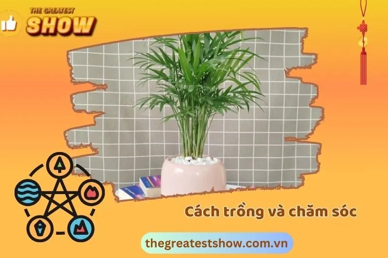 Cách trồng và chăm sóc cây cau tiểu trâm