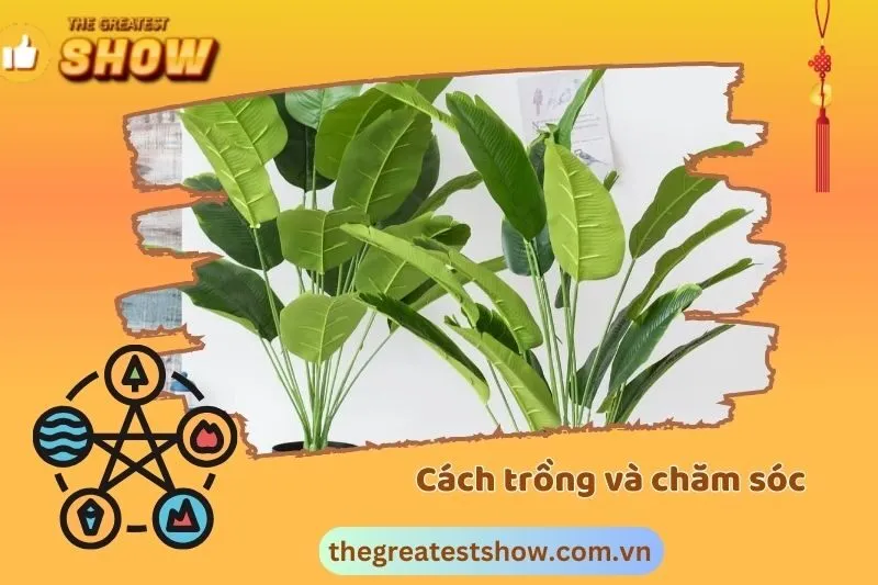 Cách trồng và chăm sóc cây chuối cảnh