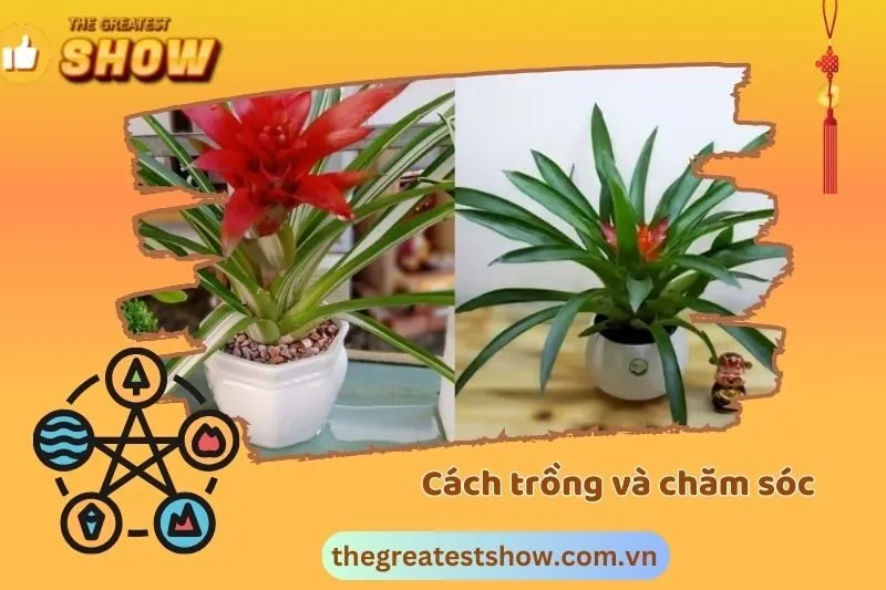 Cách trồng và chăm sóc cây dứa cảnh nến