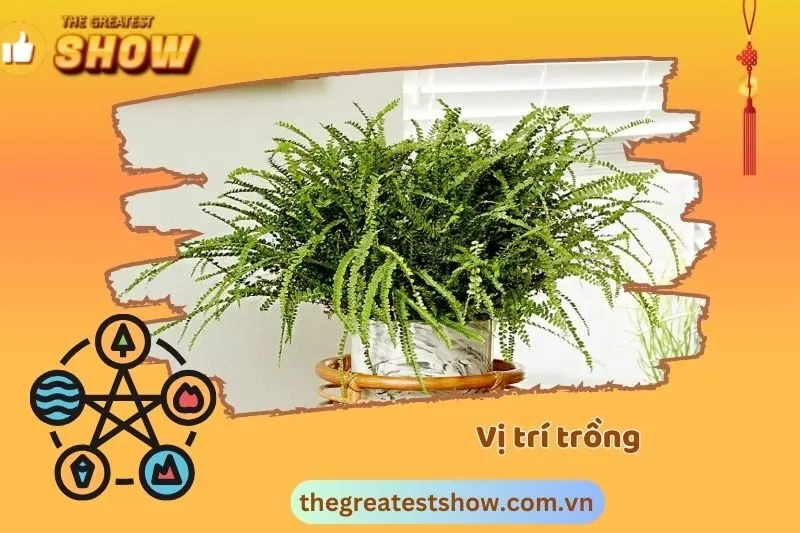 Cách trồng và chăm sóc cây dương xỉ