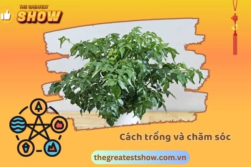 Cách trồng và chăm sóc cây hạnh phúc