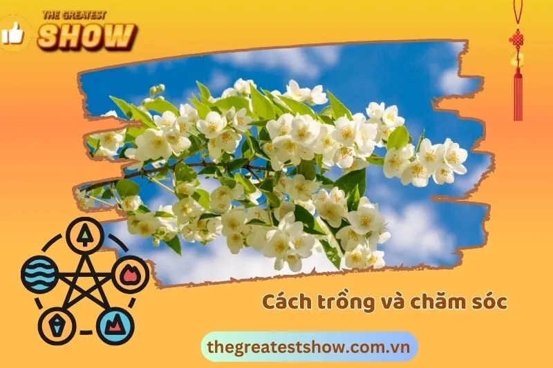 Cách trồng và chăm sóc cây hoa nhài phong thủy