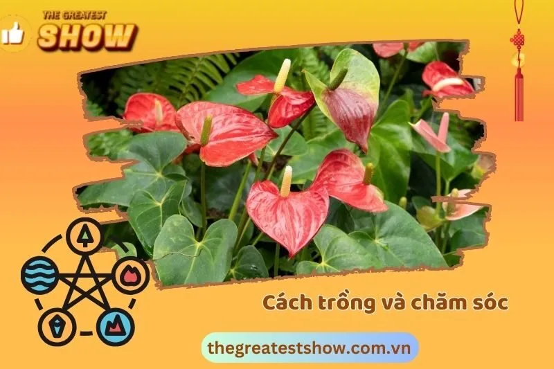 Cách Trồng Và Chăm Sóc Cây Hồng Môn