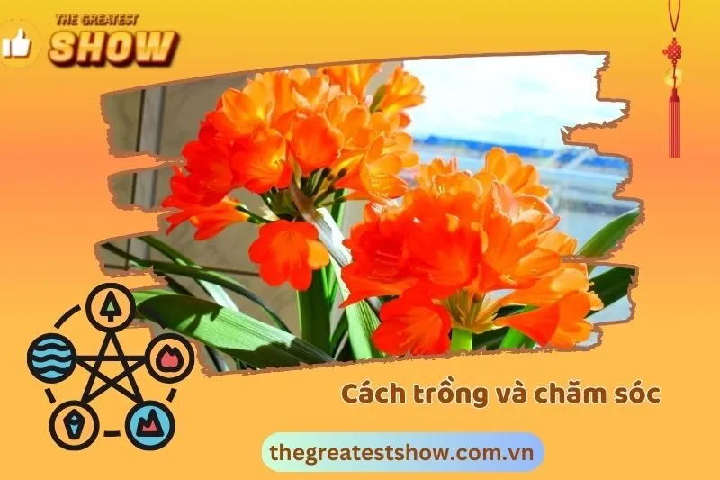 Cách trồng và chăm sóc cây Lan Quân Tử