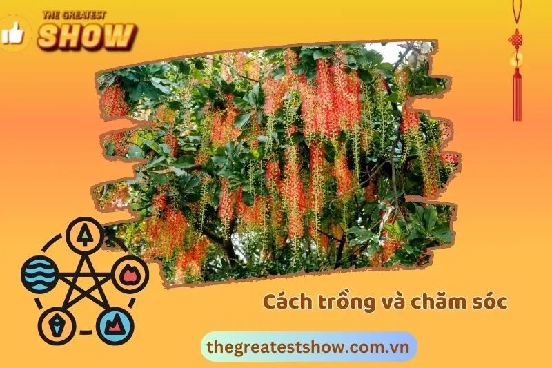 Cách trồng và chăm sóc cây lộc vừng phong thuỷ