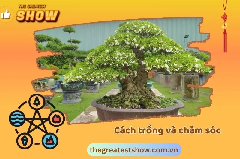 Cách trồng và chăm sóc cây mai chiếu thủy