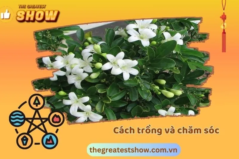 Cách trồng và chăm sóc cây nguyệt quế